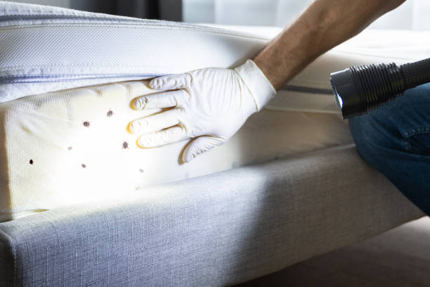 Best Wasp Removal Services  in Bunnell, FL